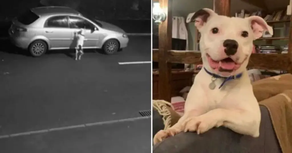 You are currently viewing Dog Who Was Abandoned on the Street Smiles Again in His New Home