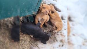 Read more about the article Puppies Found Freezing Behind a Dumpster on Their Last Hope