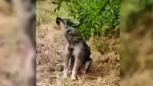 Read more about the article Sad and Abandoned Puppy Who Kept Howling on the Side of the Road is Finally Rescued