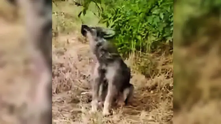 You are currently viewing Sad and Abandoned Puppy Who Kept Howling on the Side of the Road is Finally Rescued