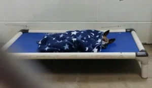 Read more about the article Unbelievable: Even After Owner’s Death, Chihuahua Maintains His “Sleep Ritual”