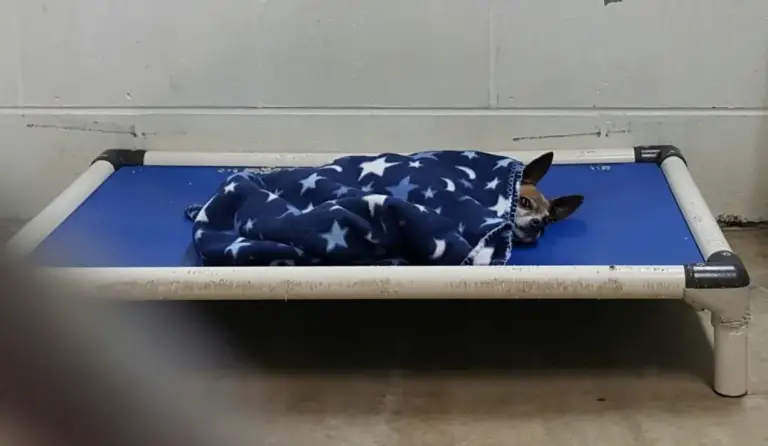 You are currently viewing Unbelievable: Even After Owner’s Death, Chihuahua Maintains His “Sleep Ritual”