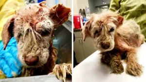 Read more about the article After Living Years on the Streets, Dog with Only ‘Half an Ear’ Finds Faith Again