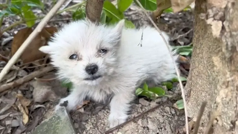 You are currently viewing Poor little dog cried in despair alone until kind people saved him