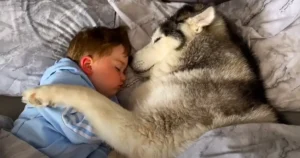 Read more about the article Husky Refuses to Let Go of Baby at Bedtime and Video Goes Viral