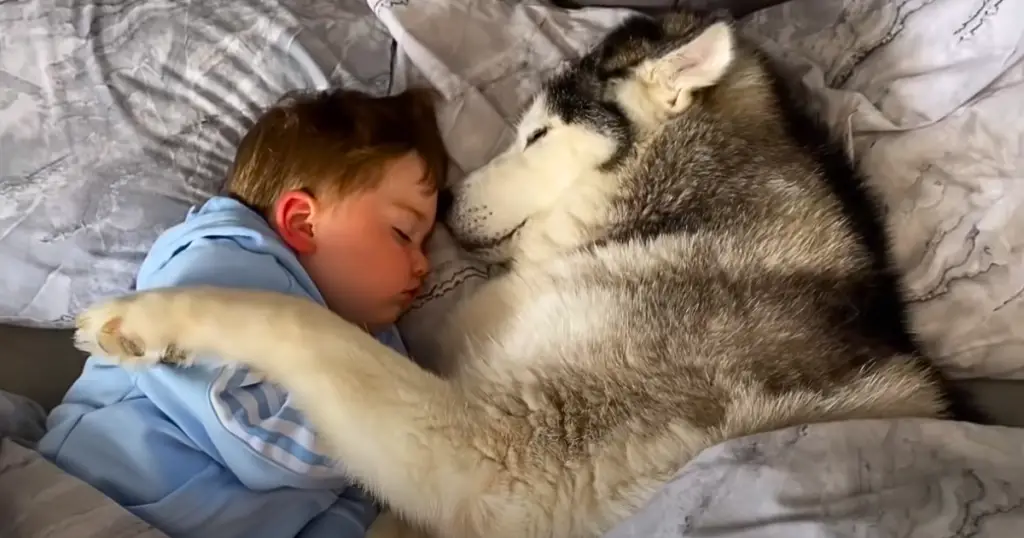 You are currently viewing Husky Refuses to Let Go of Baby at Bedtime and Video Goes Viral