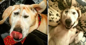 Read more about the article Dog with disfigured face is abandoned several times, until a woman sees great beauty in him