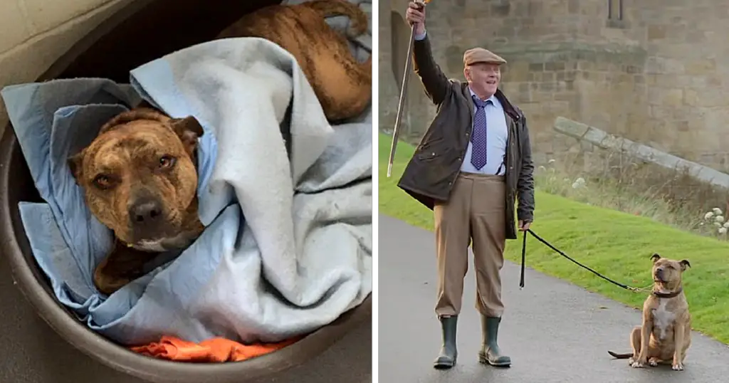 You are currently viewing Loneliest Dog in the World Becomes Movie Star Alongside Anthony Hopkins