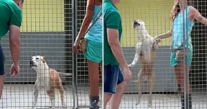 Read more about the article Dog spends 270 days in shelter, unable to contain joy when someone finally gave him attention