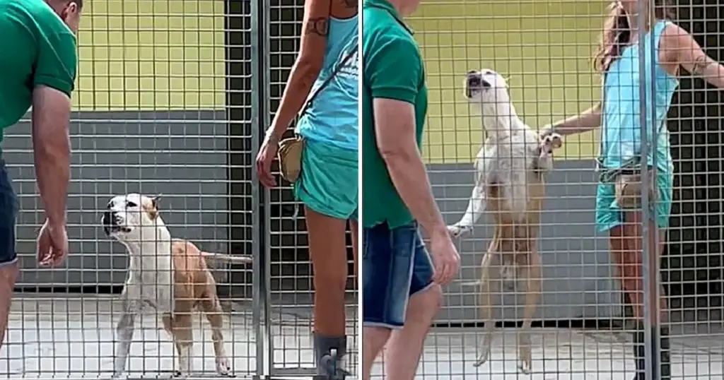 You are currently viewing Dog spends 270 days in shelter, unable to contain joy when someone finally gave him attention