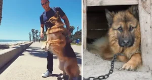 Read more about the article Dog who spent years chained up sees the ocean for the first time