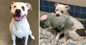 Read more about the article A puppy whose only friend was an “elephant” receives news that he will be getting a new home