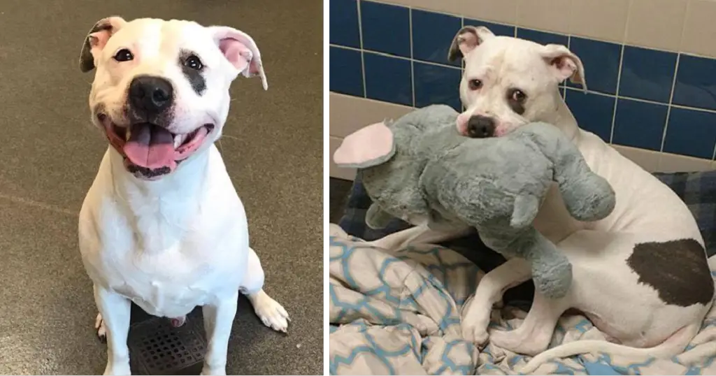 You are currently viewing A puppy whose only friend was an “elephant” receives news that he will be getting a new home