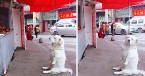 Read more about the article Short-legged puppy melts hearts on the internet as it waits for free food in front of the stall