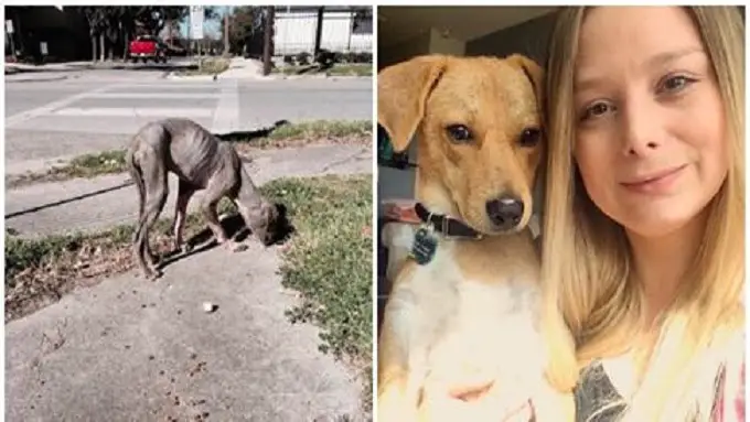 You are currently viewing Hairless Street Puppy Finds His Owner and Undergoes Incredible Transformation