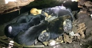 Read more about the article Even with a broken leg, the mother dog carries her 13 puppies to a hiding place.