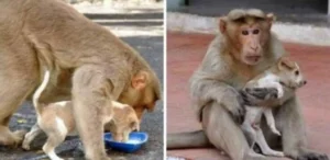 Read more about the article Monkey Adopts Puppy and is Now Taking Care of Him as if He Were His Own Child