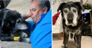 Read more about the article Man Adopts 16-Year-Old Dog, Solely to Ensure Love in Its Final Moments of Life