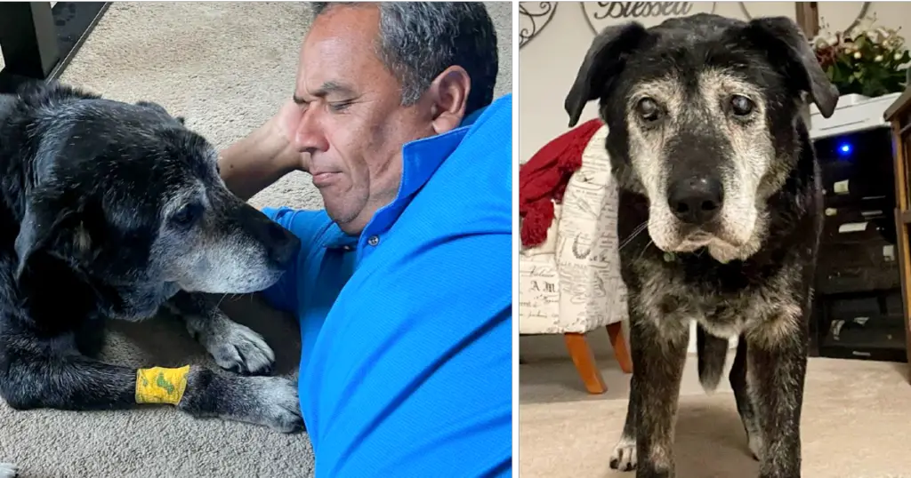 You are currently viewing Man Adopts 16-Year-Old Dog, Solely to Ensure Love in Its Final Moments of Life