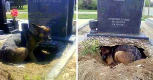 Read more about the article Puppy Digs Huge Hole Under Tomb, But It’s Not For His Deceased Owner