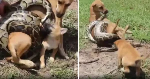 Read more about the article Brave little puppy screams for help and fights to save his mother from a giant snake.