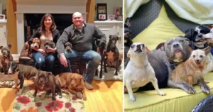 Read more about the article Couple Decides to Adopt All Old and Rejected Shelter Dogs