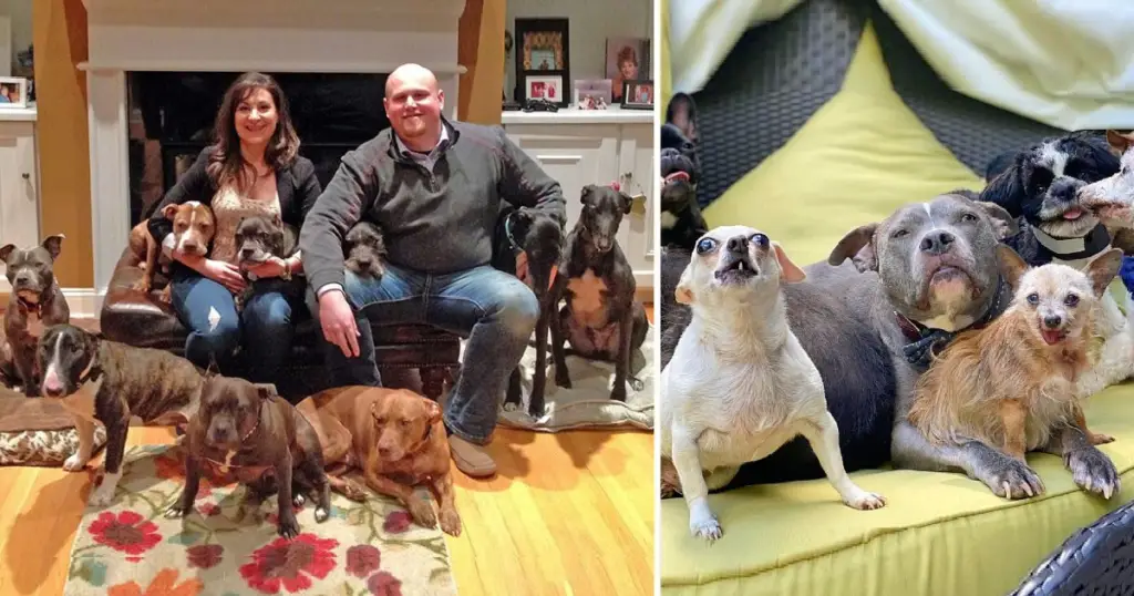 You are currently viewing Couple Decides to Adopt All Old and Rejected Shelter Dogs