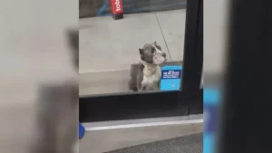 Read more about the article Customers are heartbroken when they notice a sad little dog begging for help at the store’s door