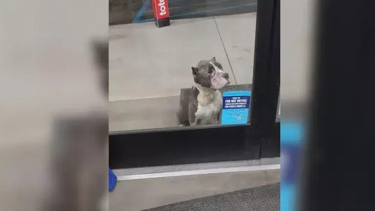 You are currently viewing Customers are heartbroken when they notice a sad little dog begging for help at the store’s door