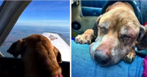 Read more about the article An airplane pilot takes a terminally ill dog to spend its last days happy