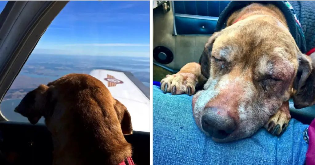 You are currently viewing An airplane pilot takes a terminally ill dog to spend its last days happy