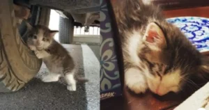 Read more about the article Scared Cat Hiding Under Truck Finds New Home