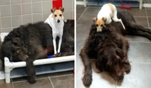 Read more about the article After losing their homes, these two dogs can’t stop hugging each other at the shelter