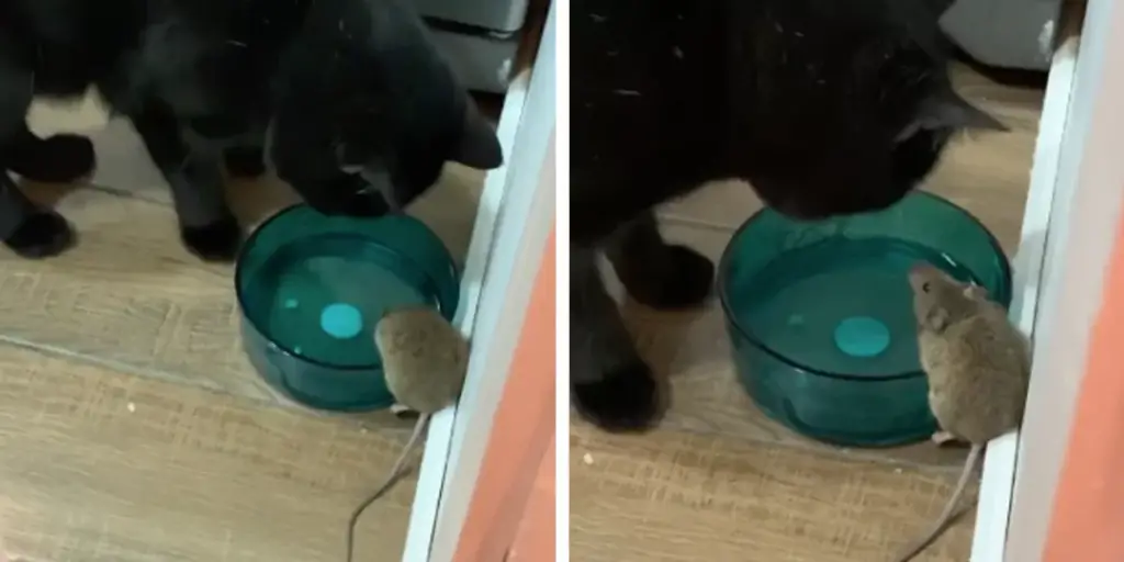 You are currently viewing Cat Who Made Friends With Rat Goes Viral on the Internet