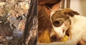 Read more about the article The baby cried in pain after the owner left her in the forest and hugged the only person who cared