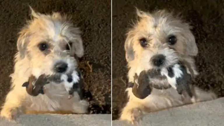 You are currently viewing A desperate mother dog holds her newborn puppies in her mouth until she gets help