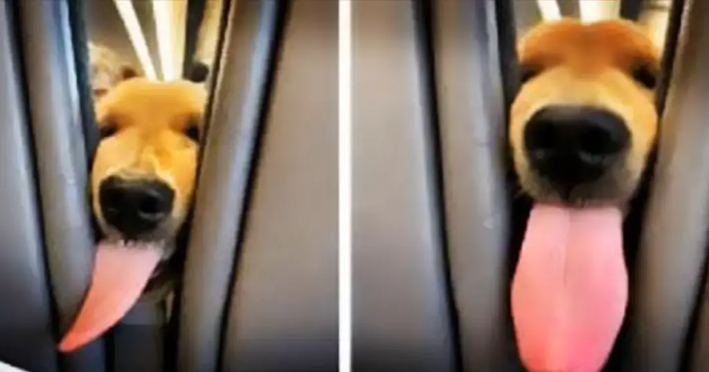 You are currently viewing The puppy gets bored during the flight and decides to entertain the passengers behind him.