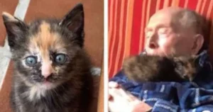 Read more about the article Abandoned Cat “Adopts” 100-Year-Old Grandpa and They Become Best Friends