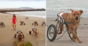 Read more about the article The touching moment when a woman takes disabled dogs to the beach for a day of joy