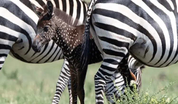 You are currently viewing A baby zebra is born with spots instead of stripes