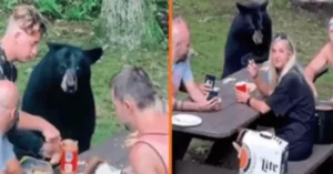 Read more about the article A wild black bear joins a family picnic and demands sandwiches