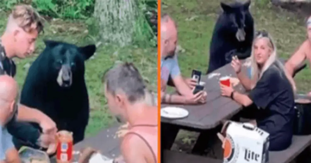 You are currently viewing A wild black bear joins a family picnic and demands sandwiches