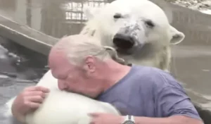 Read more about the article A man swims with a white polar bear that he has raised for over two decades