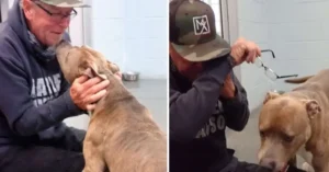 Read more about the article Dog can’t believe his father finally found him after 200 days