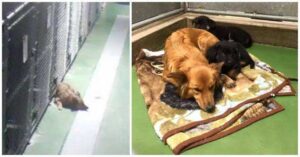 Read more about the article Dog escapes from his kennel to comfort two crying puppies