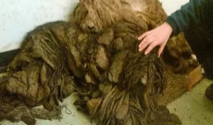 Read more about the article Man rescues severely tangled dogs that were thought to be a pile of rags.