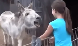 Read more about the article Donkey gets emotional when he sees the girl who raised him in touching images