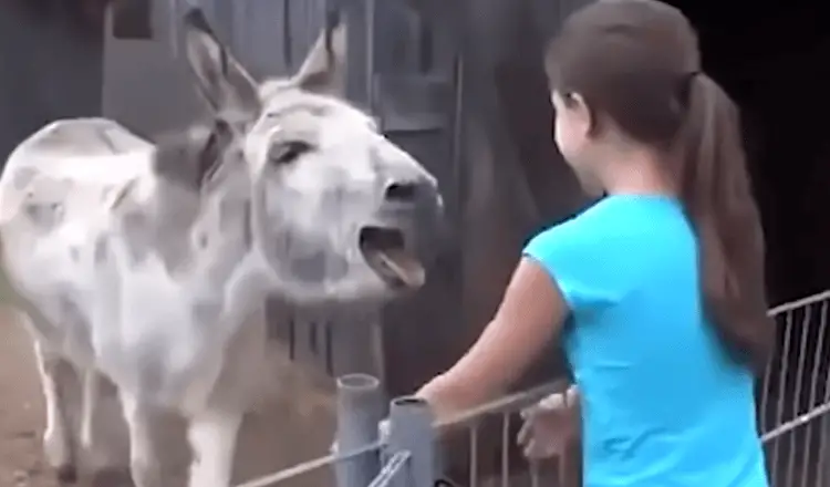 You are currently viewing Donkey gets emotional when he sees the girl who raised him in touching images