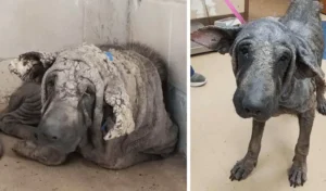 Read more about the article “Statue dog” entered shelter, stayed in the corner and couldn’t move