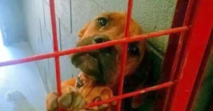 Read more about the article Abrigo shared a photo of a dog truly crying because no adopter has chosen her